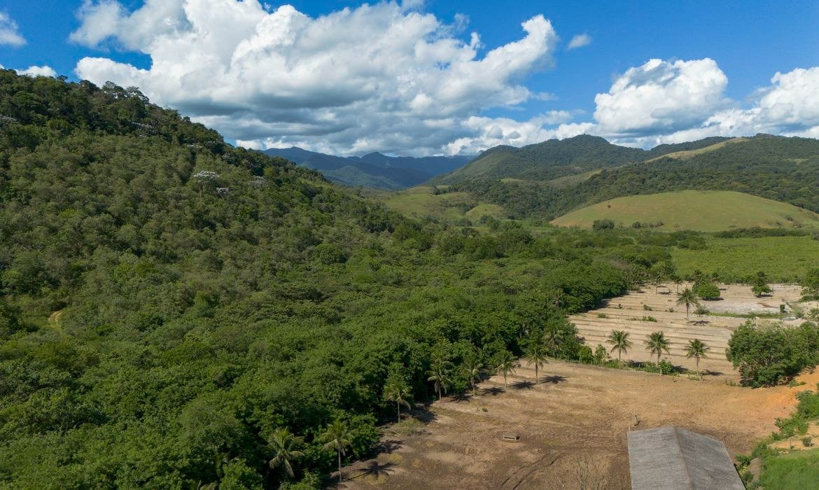 Mata Atlântica recupera 8 milhões de hectares de vegetação secundária